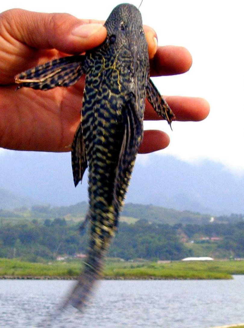 琵琶鼠清理水族缸的效果不如預期之外，長大後變得相對猙獰恐怖的外表，也成了牠們容易被棄養的原因之一。（圖／報系資料照）