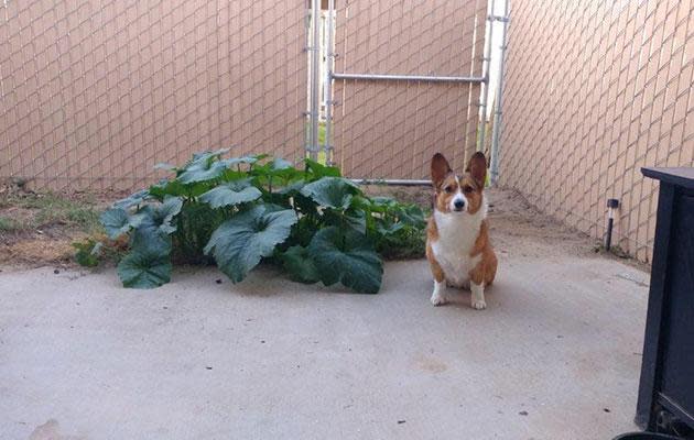 Meet the Corgi who pooped a pumpkin patch!