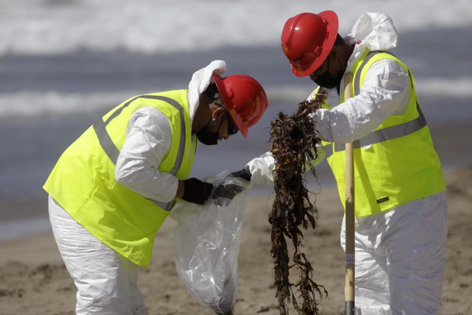 Workers bag seaweed covered in oil.