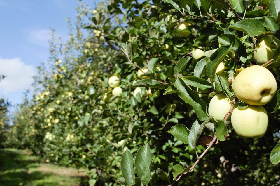 A  pair of Mutsu apples hang at the orchards at Forge Hill Orchards in Mount Wolf.