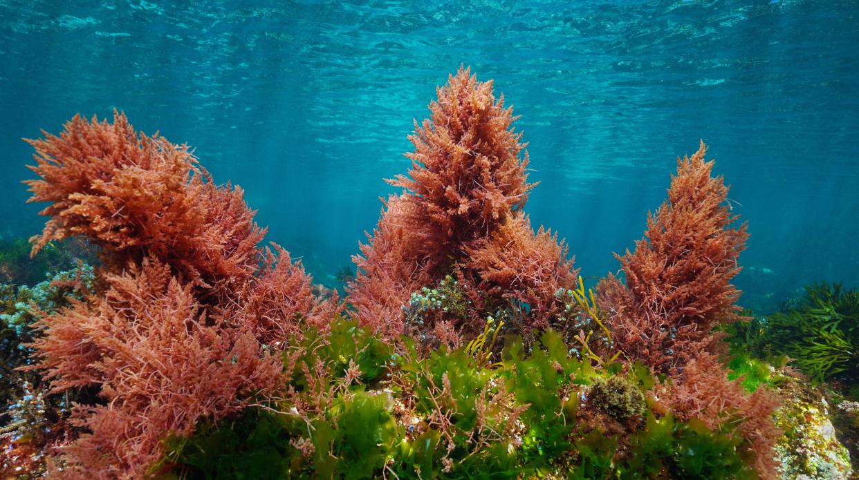 Red algae underwater.