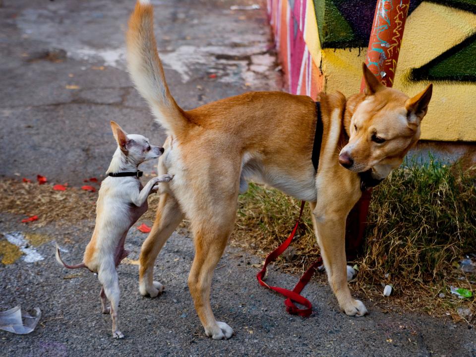 USA - California - Los Angeles - Chihuahua