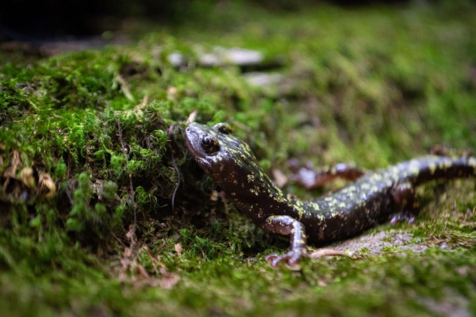 Hickory Nut Gorge green salamander