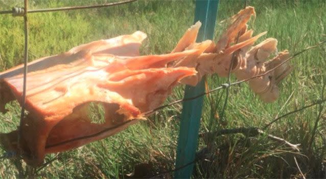 This skeleton was found attached to a fence at Rowland Reserve on Sydney's Northern Beaches. Source: Facebook/ Nicole Wedlock