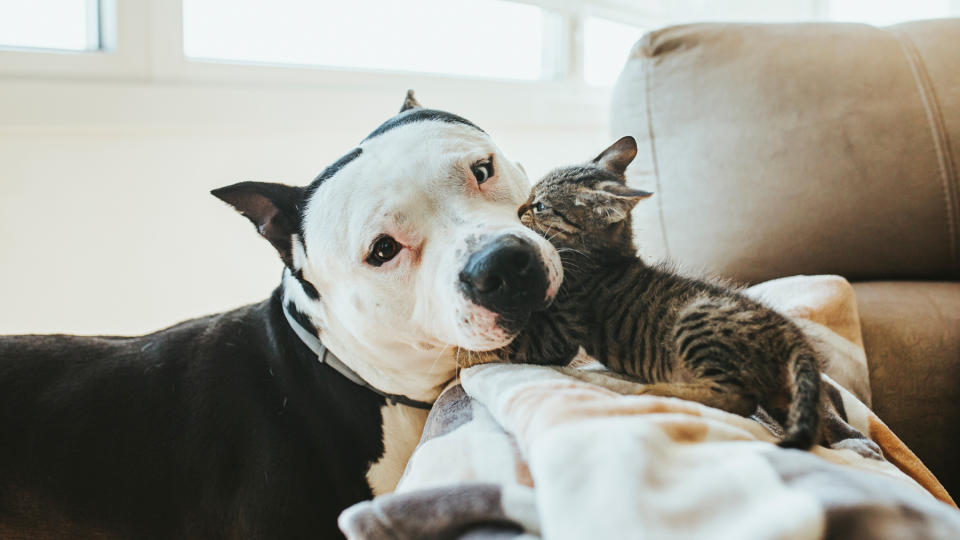 Big dog snuggling head into a kitten