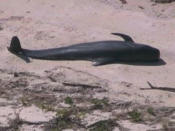 Federal officials say six pilot whales have died after stranding in shallow water in Everglades National Park. An official at the National Oceanic and Atmospheric Administration says 46 whales are swimming in about 3 feet of water. (Dec. 4)