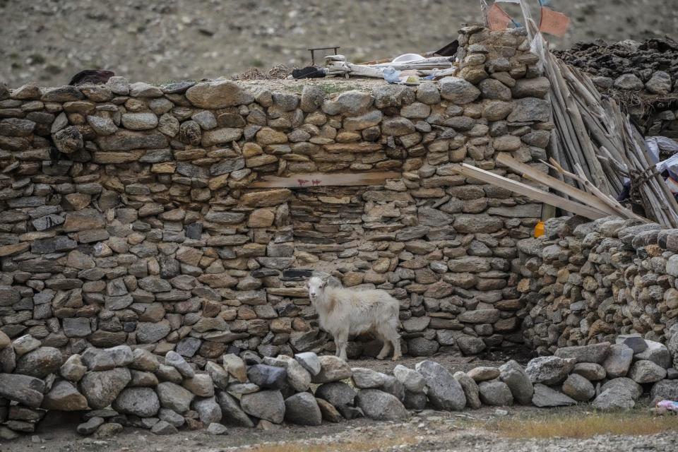 A hardy goat which produces cashmere stands outside a house made of mud and rock in remote Kharnak village in the cold desert region of Ladakh, India, Saturday, Sept. 17, 2022. Cashmere takes its name from disputed Kashmir, where artisans weave the wool into fine yarn and exquisite clothing items that cost up to thousands apiece in a major handicraft export industry. (AP Photo/Mukhtar Khan)
