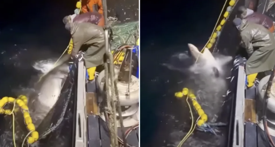 Great white shark being bulling in on fishing net off Australia