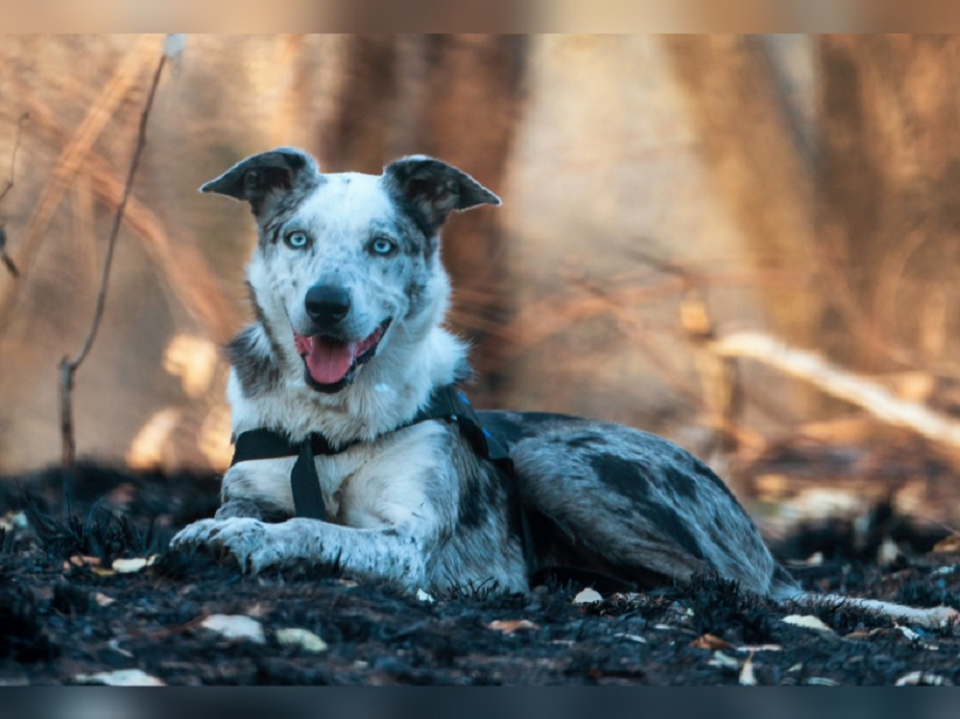 Bear, the six-year-old Australian koolie, has been honoured for saving 100 koalas during Australia's Black Summer bushfires in 2019. ― Picture via Facebook/ ifaw