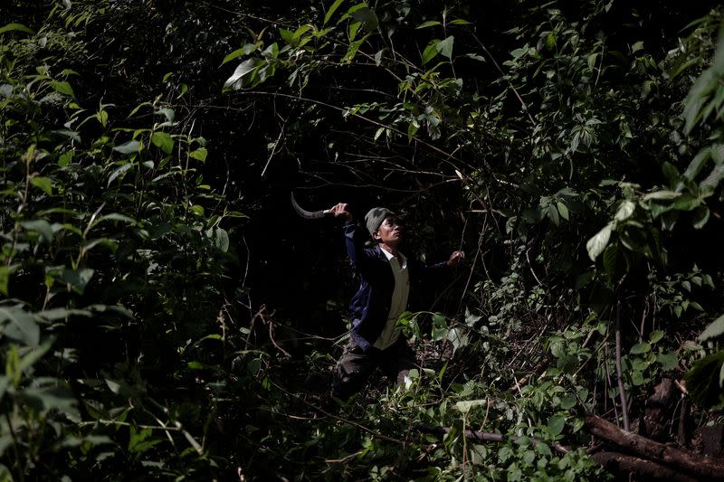 The Wider Image: Nepal's honey gatherers say fewer hives threaten tradition