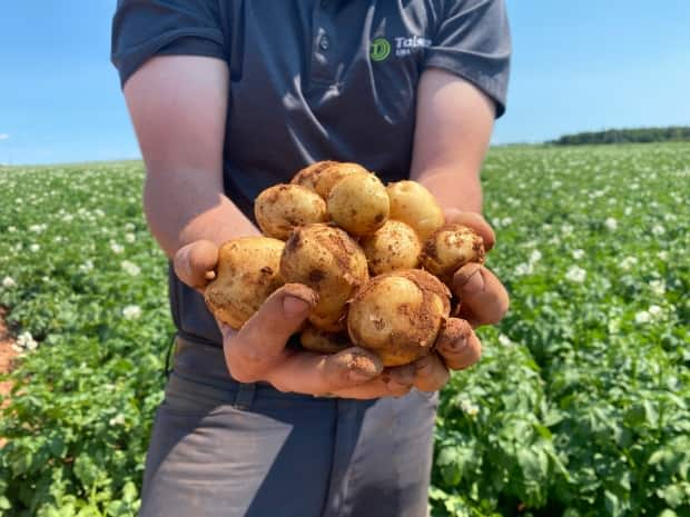 Farmers are hoping the fields will have a chance to dry out before the harvest. (Cody MacKay/CBC - image credit)