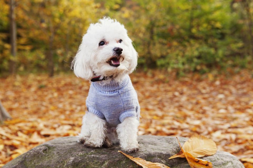 <p>In the market for a dog-slash-teddy bear? These toy-like creatures are white in color and have big, beautiful black eyes and noses. Because they're a double-coated breed, Bichon Frises don't shed, and Dog Time highly <a href="https://dogtime.com/dog-breeds/bichon-frise#/slide/1" rel="nofollow noopener" target="_blank" data-ylk="slk:recommends them for people with allergies;elm:context_link;itc:0;sec:content-canvas" class="link ">recommends them for people with allergies</a>. They do suffer from separation anxiety though, so if you travel often or work long hours away from home, this breed may not be the right pet for you.</p>