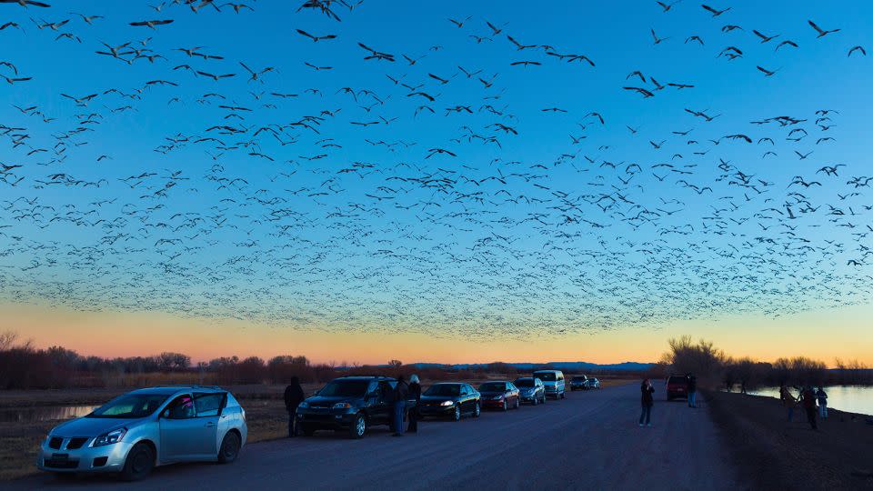 Migratory birds, including snow geese, sandhill cranes and ducks, make Bosque del Apache National Wildlife Refuge their fall and winter home. - Danny Lehman/The Image Bank RF/Getty Images