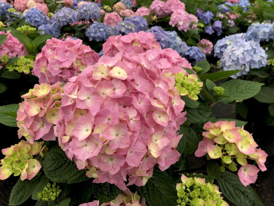 Let’s Dance Sky View is the Proven Winners ‘Hydrangea of the Year’ for 2024.