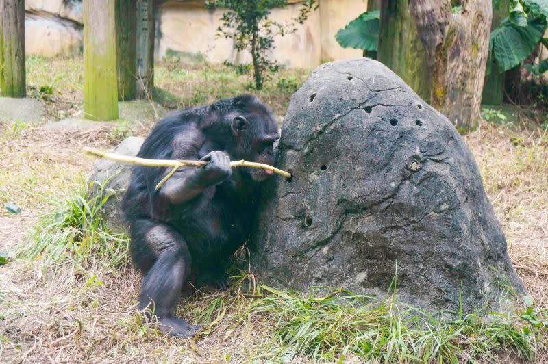 ▲相較於其他野生動物，智商堪稱名列前矛的黑猩猩會使用工具。（圖／臺北市立動物園授權提供） 