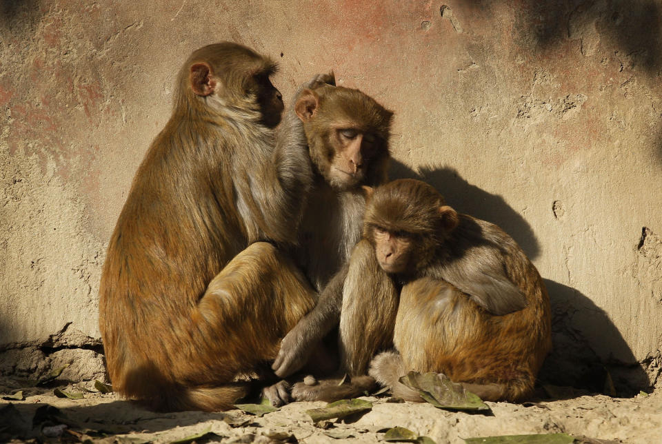 Monkeys enjoy early morning sun after a cold night outside the Taj Mahal in Agra, India, Wednesday, Dec. 22, 2010.&nbsp; (Photo: ASSOCIATED PRESS)