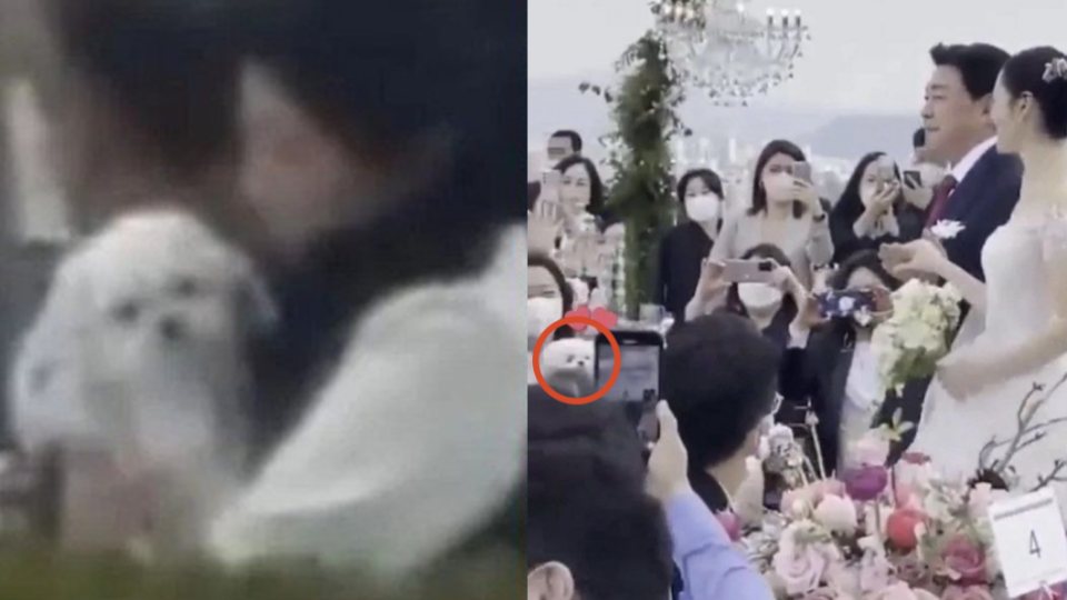 有網友透露孫藝珍的「女兒」愛犬Kitty也全程參加婚禮。（圖／翻攝自IG）