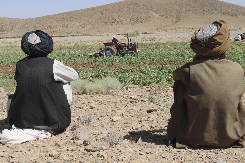 Taliban eradicate a poppy field in Washir, district of Helmand province, Afghanistan, Sunday, May 29, 2022. Afghanistan's Taliban rulers have begun a campaign to eradicate poppy cultivation, aiming to wipe out the country's massive production of opium and heroin, even as farmers fear their livelihoods will be ruined at a time of growing poverty.(AP Photo/Abdul Khaliq)