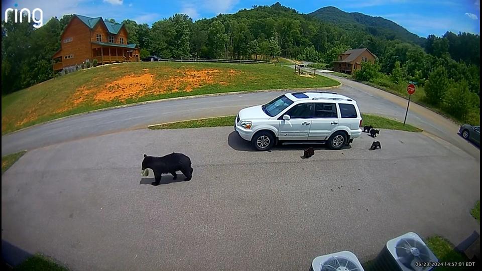 A black bear breaks into an SUV at the Great Smoky Mountains twice in one day Sunday, June 23, 2024 as five small accomplices wait for the stolen goods.