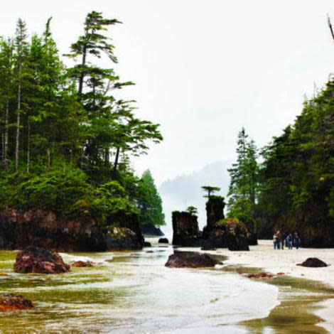 Seaweed foraging: Vancouver Island, B.C.