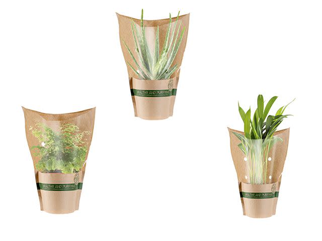 Lidl Is Air-purifying Plants £2.79: Run