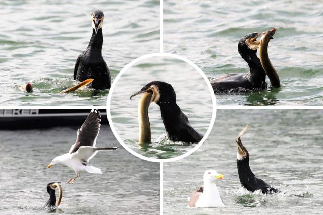 Images showing cormorant bird eating an eel in Poole Quay. <i>(Image: Don Williams)</i>