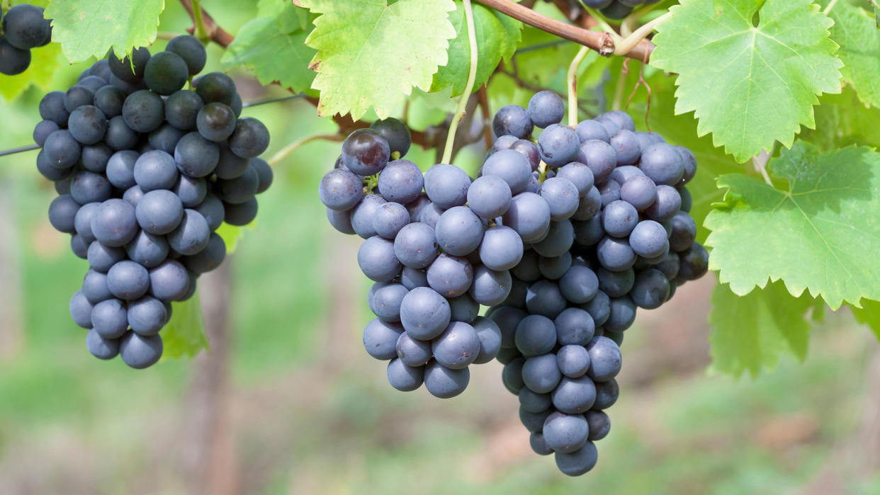  Close up of bunches of ripe black grapes growing on a vine 