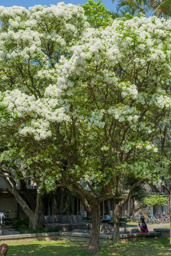 <p>The snarl of a chainsaw never sounds sweeter than when slicing through the trunk of a nasty <a rel="nofollow noopener" href="http://thedailysouth.southernliving.com/2015/09/27/6-trees-you-should-never-ever-plant/" target="_blank" data-ylk="slk:Bradford pear;elm:context_link;itc:0;sec:content-canvas" class="link ">Bradford pear</a>. As you know, Grumpy has railed against the white-flowering tree (still blooming or yet to bloom, depending on where you live) for years. It explodes in windstorms, its flowers smell like fish, it grows too big, and thousands of its thorny seedlings now consume roadsides and the woods.</p> <p>If you have a Bradford pear in your yard, yesterday would have been a great day to cut it down. As you didn’t, you can cut it down right now. Go ahead. I’ll enjoy one of Costco’s Kirkland IPAs (the best tasting store brand of anything I’ve tried, I swear) while I wait.</p> <p>Done? Good job! Now you have a void in your landscape begging to be filled with a <a rel="nofollow noopener" href="http://www.southernliving.com/home-garden/gardens/choose-right-tree" target="_blank" data-ylk="slk:better tree;elm:context_link;itc:0;sec:content-canvas" class="link ">better tree</a>. Try one of these. You won’t be sorry.</p> <h2><b>Serviceberry</b> (<i>Amelanchier sp.</i>)</h2> <p>I guess nobody’s interested in a native tree that combines white spring flowers, blazing orange and red fall leaves, and small reddish-purple fruits that taste like blueberries. Nobody plants it – except for the enlightened Grump, that is. Mine just finished blooming. The bloom time is shorter than that of most flowering trees – 3-4 days or so – but if you add in the fall color, the delicious berries (just try to beat the birds to them), moderate size (to 25 feet tall), and lack of pests, that’s a winner in my book. Give it fertile, well-drained soil and full to partial sun. Hybrids with particularly splendid fall color include ‘Autumn Brilliance’ and ‘Princess Diana.’ Adapted to USDA Zones 4-9.</p> <h2><b>Carolina silverbell</b> (<i>Halesia carolina</i>)</h2> <p>For the life of me, I cannot understand why more people don’t grow this Southeastern native tree. It’s easy to grow, attains a moderate size of 30-40 feet tall, and has no serious pests. Snow white, bell-shaped flowers hang beneath the length of its graceful branches in spring. Leaves turn yellow in fall. Give it acid, well-drained soil and full to part sun. A related silverbell, <i>Halesia diptera magniflora</i>, has even showier blooms. Adapted to USDA Zones 4-8.</p> <h2><strong>Fringe tree </strong>(<i>Chionanthus virginicus</i>)</h2> <p>Also known as grancy graybeard or old man’s beard, this Southeastern native gets its name from the clusters of fleecy white, softly fragrant flowers suspended beneath the branches in spring. It’s usually rounded and multitrunked, growing 12 to 20 feet tall and wide. Female trees bear attractive blue-black fruit favored by birds. Broad green leaves turn bright yellow in fall. Give it fertile, well-drained soil and full to partial sun. Note that it’s one of the last trees to leaf out in spring, so don’t give up on it. Until recently, no pests really bothered it, but as it’s related to ash, don’t plant it in areas infested by the emerald ash borer. Adapted to USDA Zones 3-9.</p>