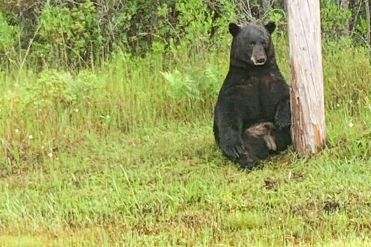 <span>The Walton county sheriff’s office described the bear as ‘stressed, depressed, lemon zest’.</span><span>Photograph: Walton County Sheriff</span>