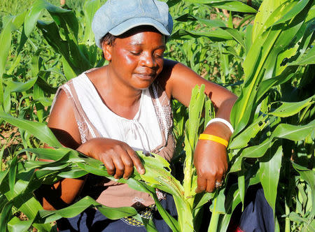 Small scale farmer Mutale Sikaona examines maize plants affected by armyworms in Keembe district, Zambia, January 6, 2017. REUTERS/Jean Mandela