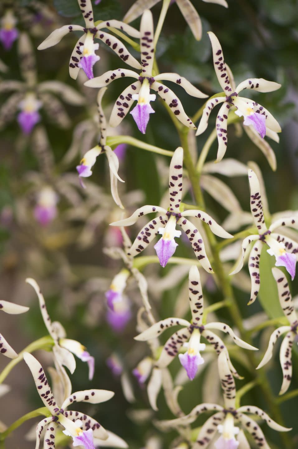 cream and purple encyclia cockleshell orchids