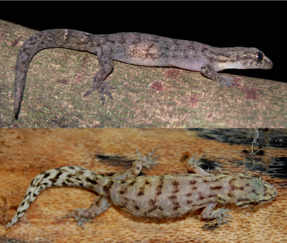 Two specimens of Beddome’s Dravidogecko, or Dravidogecko beddomei.