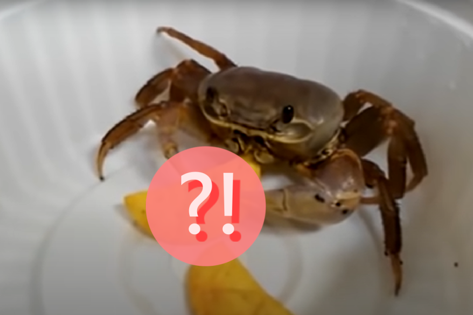 <p>主人丟一片餅乾，沒想到螃蟹很喜歡！（圖／Youtube＠Heavy Crab）</p>
