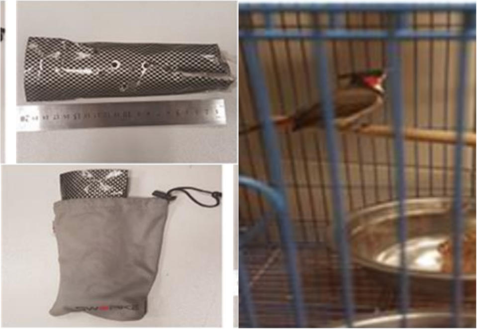A Red-whiskered Bulbul was smuggled in a paper packet, which was placed in a drawstring pouch and hidden in a handbag. (PHOTOS: AVA)