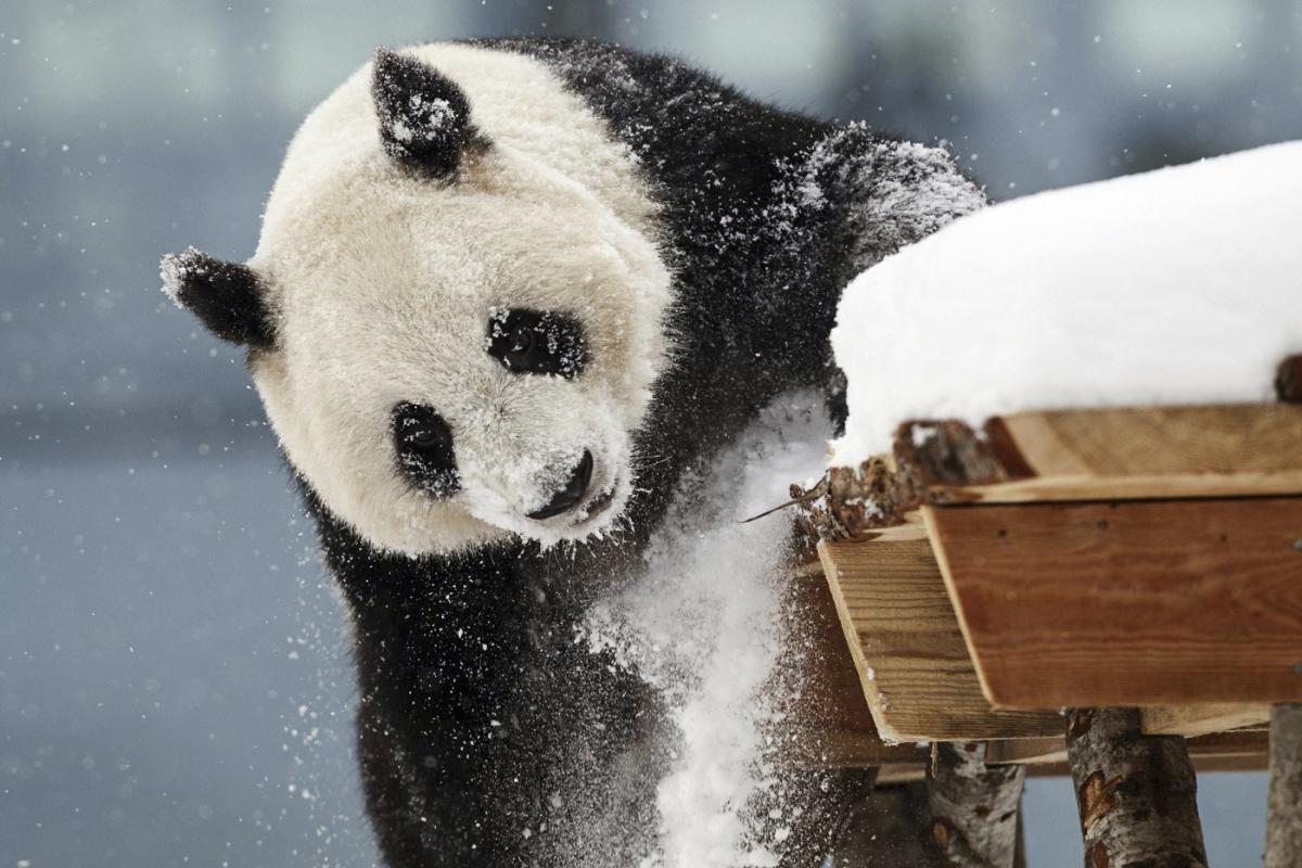 A zoo in Finland is returning giant pandas to China because they’re too expensive to keep