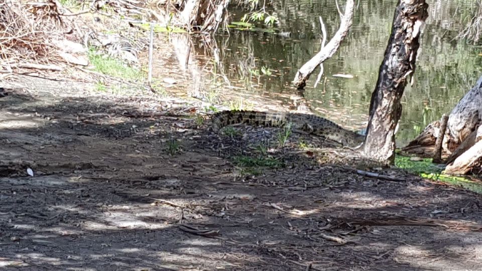 A crocodile sunbathes near one of the course's water hazards. - Half Moon Bay Golf Club