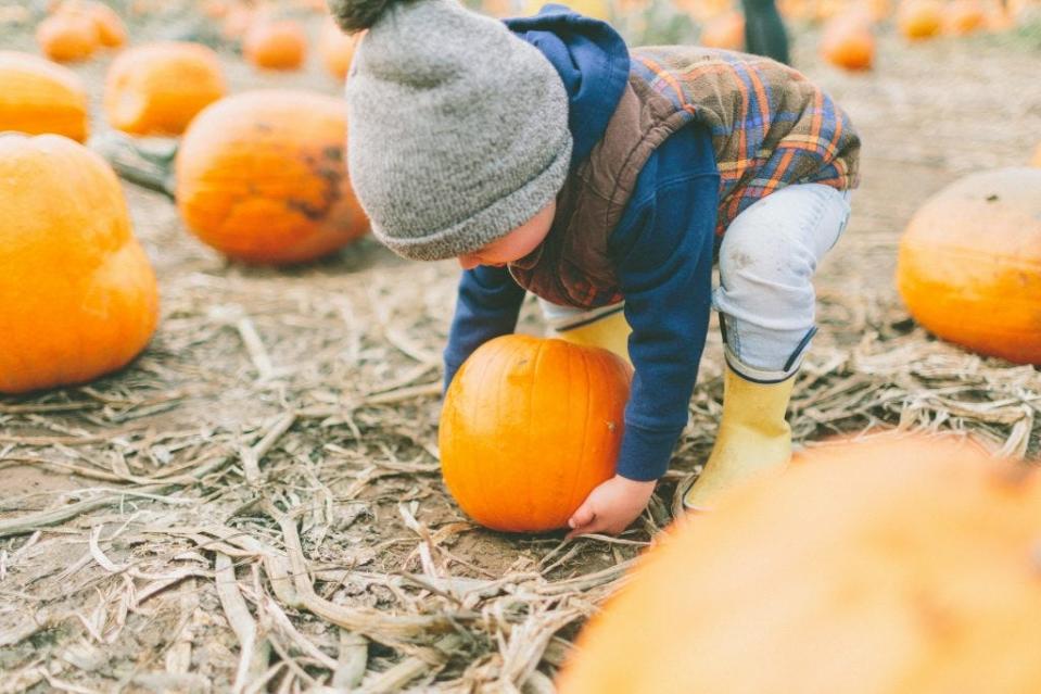 Pumpkin picking is an annual event for many families who visit Shady Brook Farm in Lower Makefield.