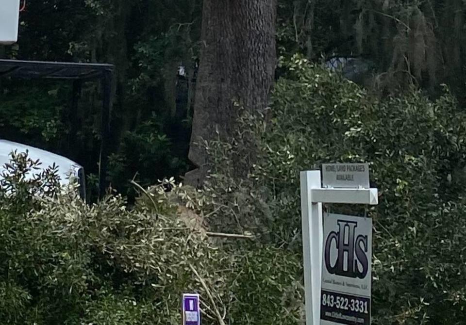 A visible notch cut toward the lower half of a live oak on 12 Street in Port Royal. Residents worry that the notch poses a safety hazard and renders the tree nonviable.