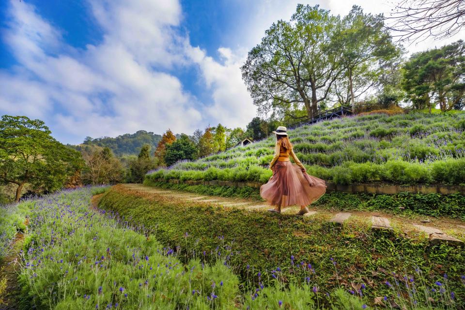 <p>漫步紫色花田享受芬芳｜Tourists can stroll through the lavender fields while bathing in the sun with the earthy floral scents. (Courtesy of molly888666)</p>
