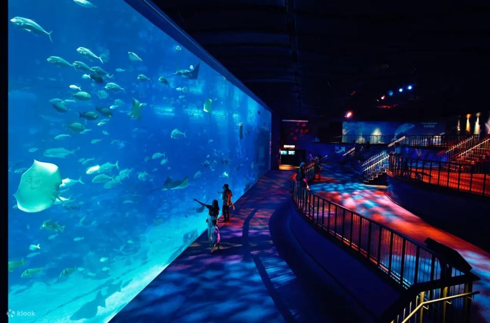 Marvel at S.E.A. Aquarium's magnificent sea creatures including sharks, rays, jellyfish, starfish and many more. (PHOTO: Klook)