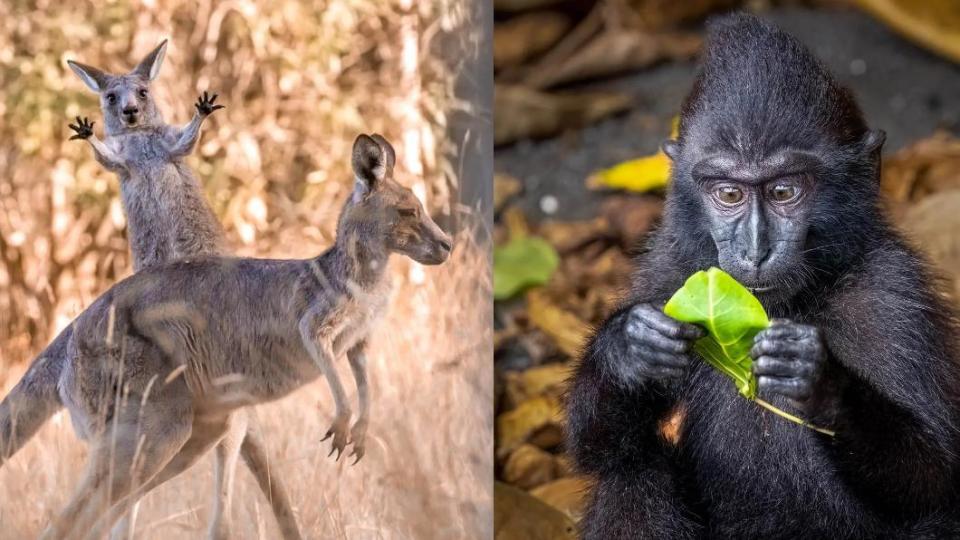 袋鼠：嚇你一跳、黑冠獼猴：假新聞。（圖／翻攝自 搞笑野生動物攝影獎）