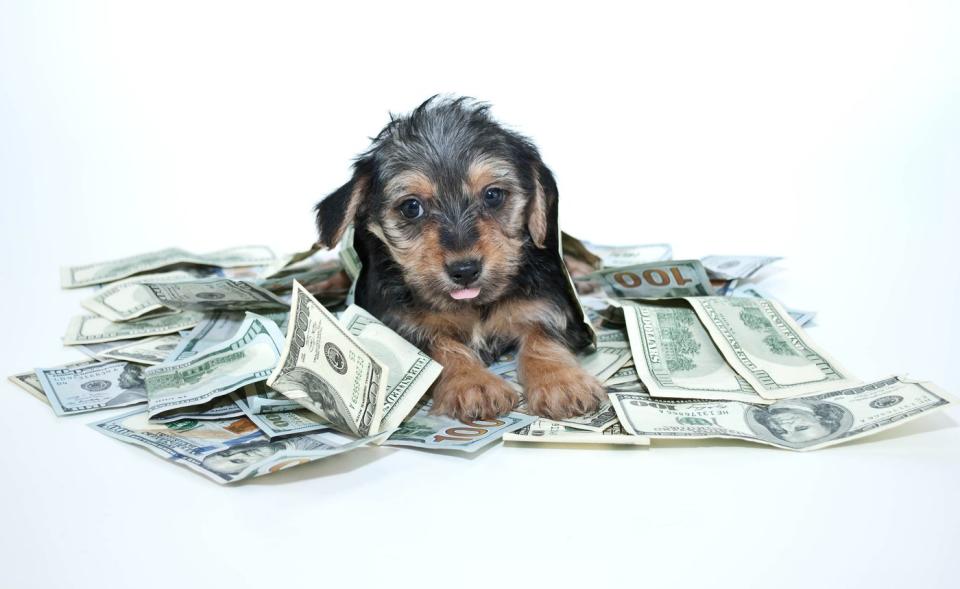 A young black and brown puppy lies amid a pile of cash.