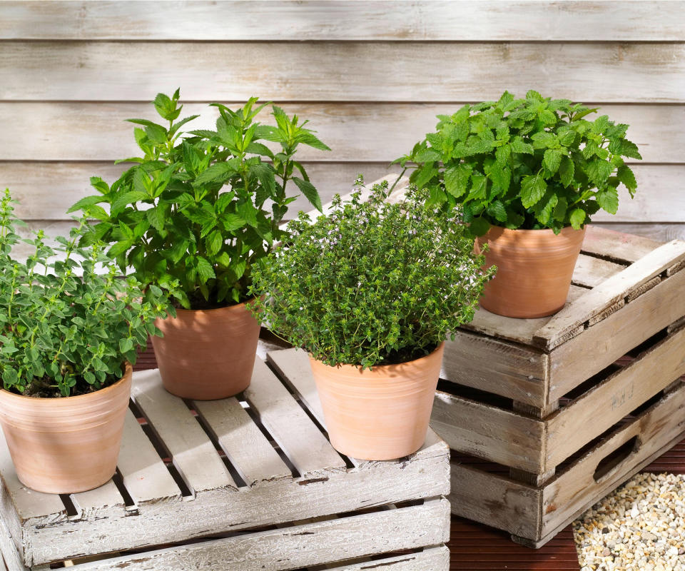 growing herbs in pots with containers raised to boost drainage