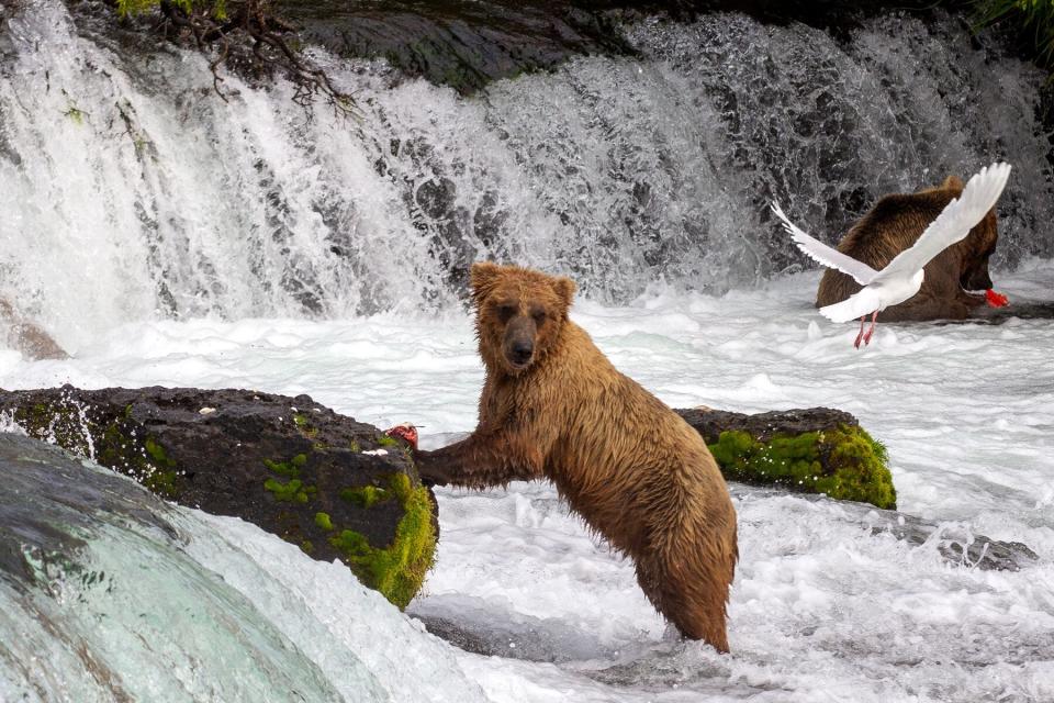 Bear at Brooks Falls, Katmai National Park and Preserve, Alaska, United States Feeding on Salmon