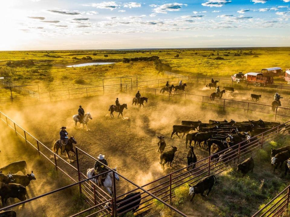 Cowboys working the cattle at the 6666 Ranch, in King, Carson and Hutchinson counties. The ranch overlaps areas considered to be in the Panhandle and West Texas.
