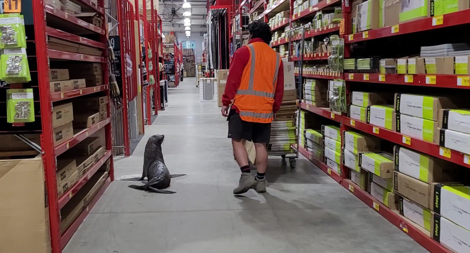 A Bunnings staff member and a seal walking down an aisle in a store.
