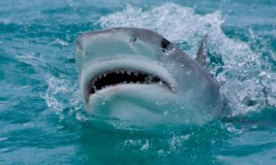 Surfer Fends Off Shark With Punches To Head