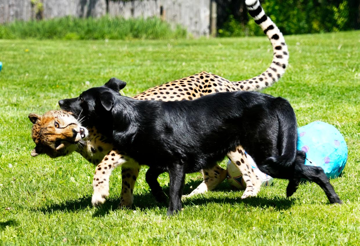 Daisy, a border-collie, shepherd mix, plays with Rozi, a cheetah, in the Kroger Cheetah Encounter on April 25. Daisy has been Rozi’s companion since they were a puppy and a cub.