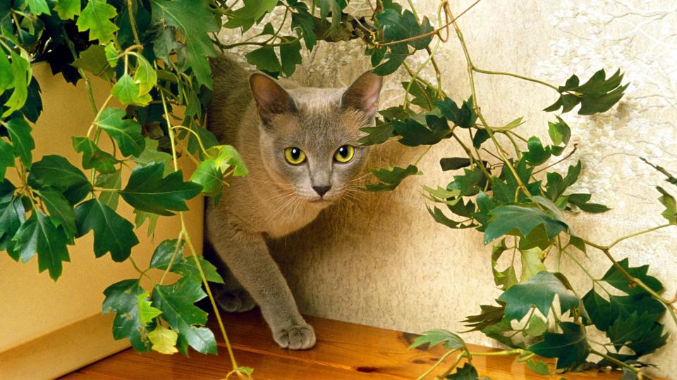 Burmese cat