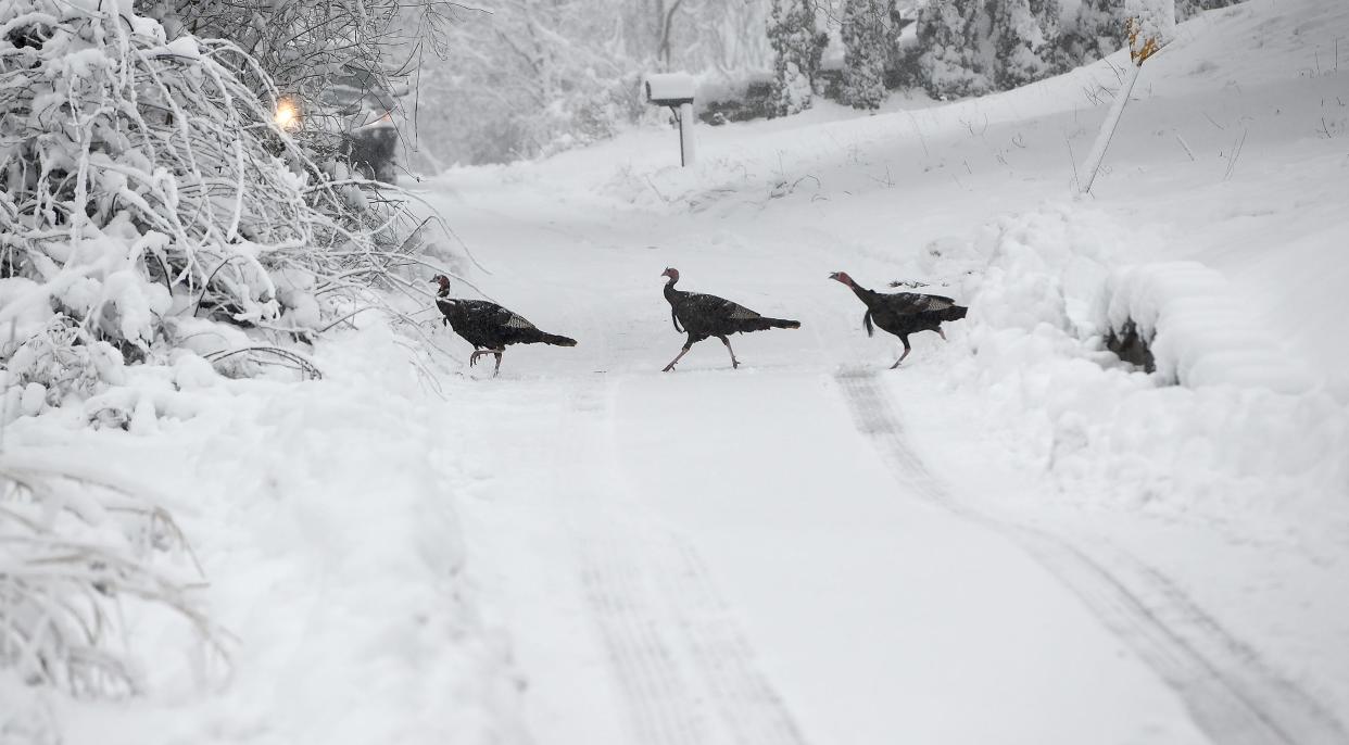 A flock of turkeys crosses Forsberg Street in Worcester Sunday morning.